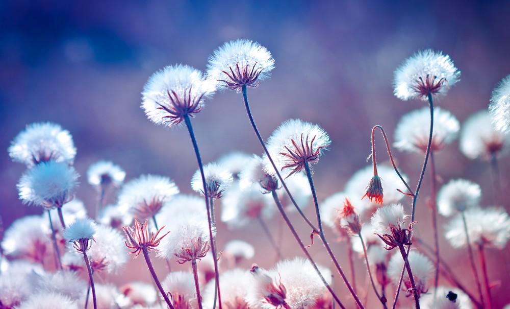 Fleurs légères aux teintes bleues et rosées
